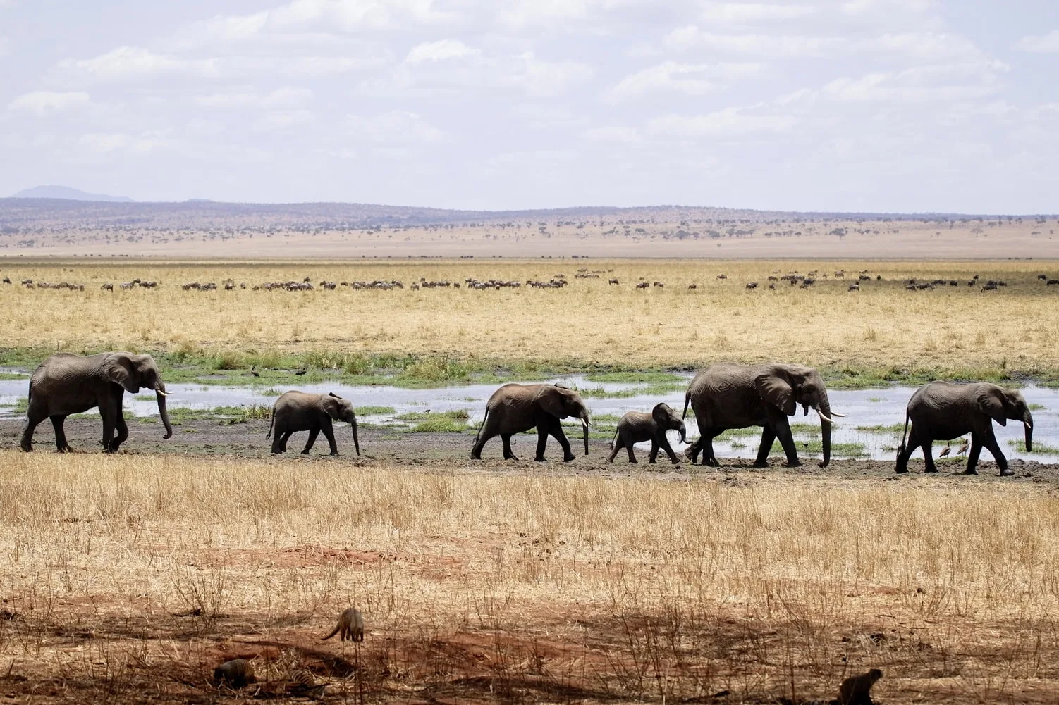 Tanzania - I grandi parchi del Nord