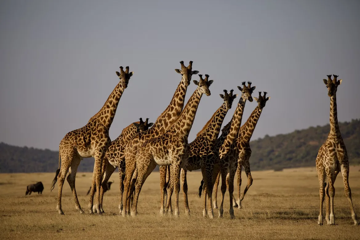 Tanzania : South Circuit