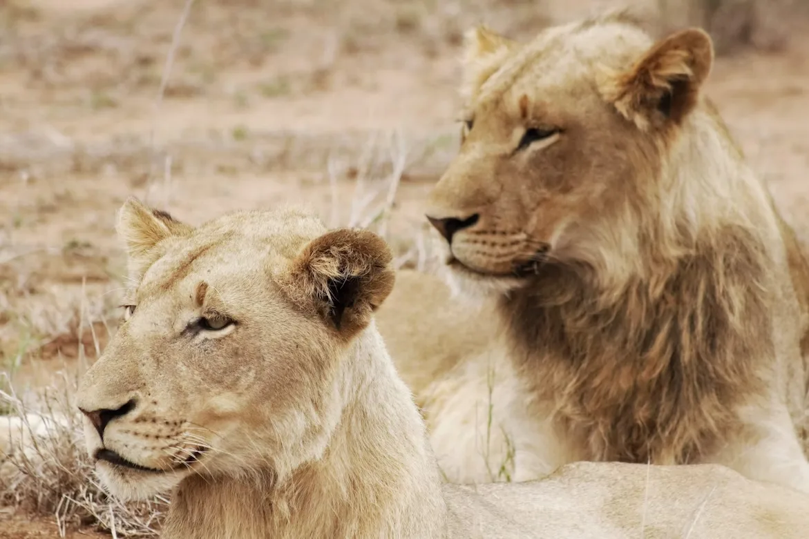 Tanzania - Serengeti Special