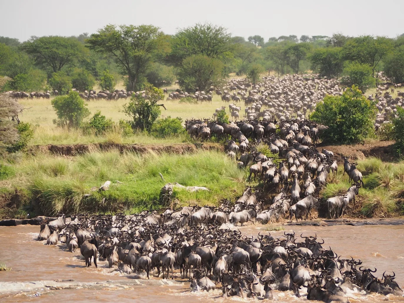 Tanzania - Serengeti Special