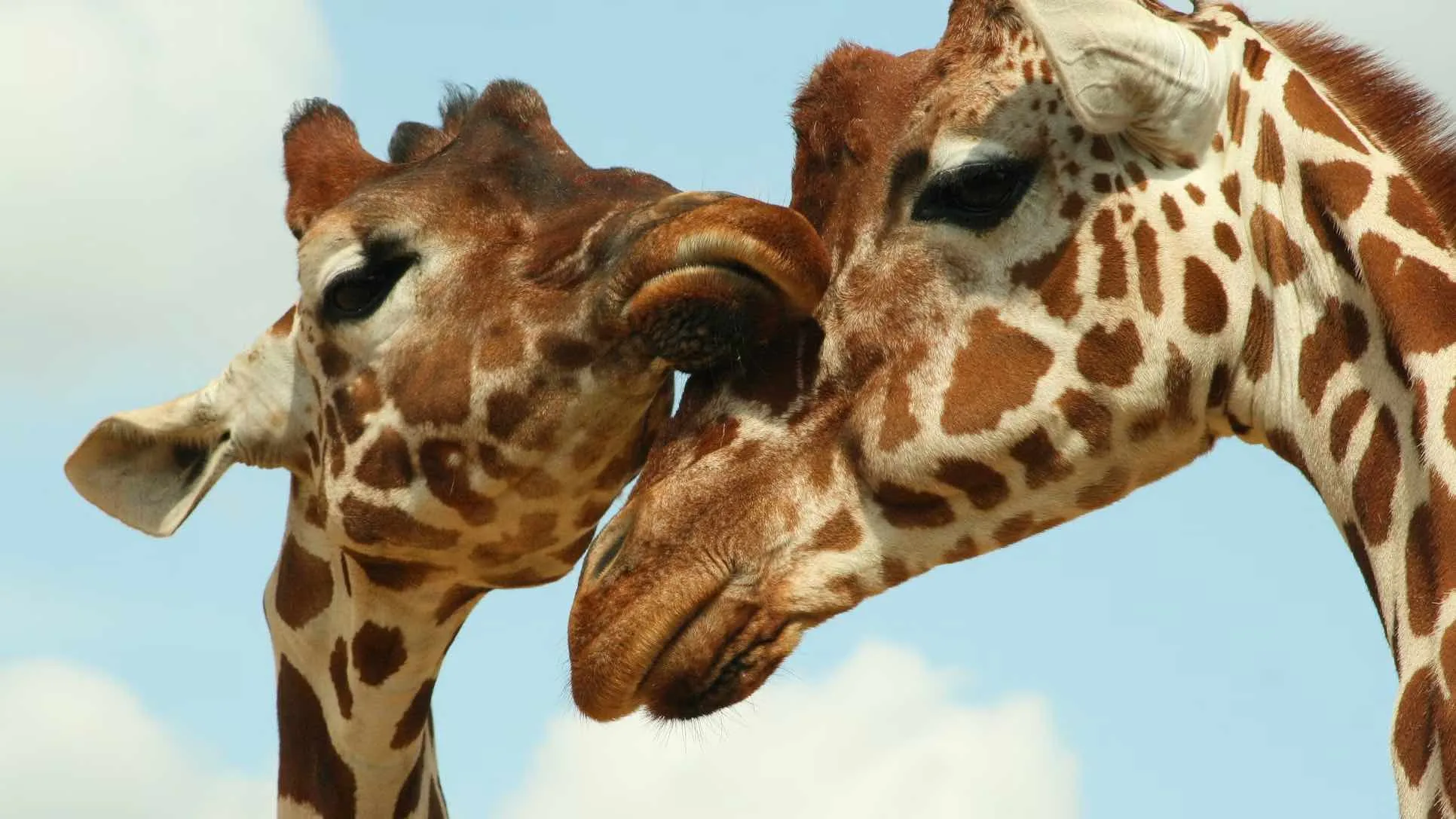 Botswana Wild Parks