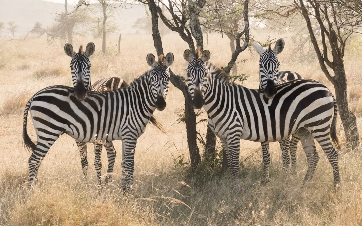 Tanzania : South Circuit