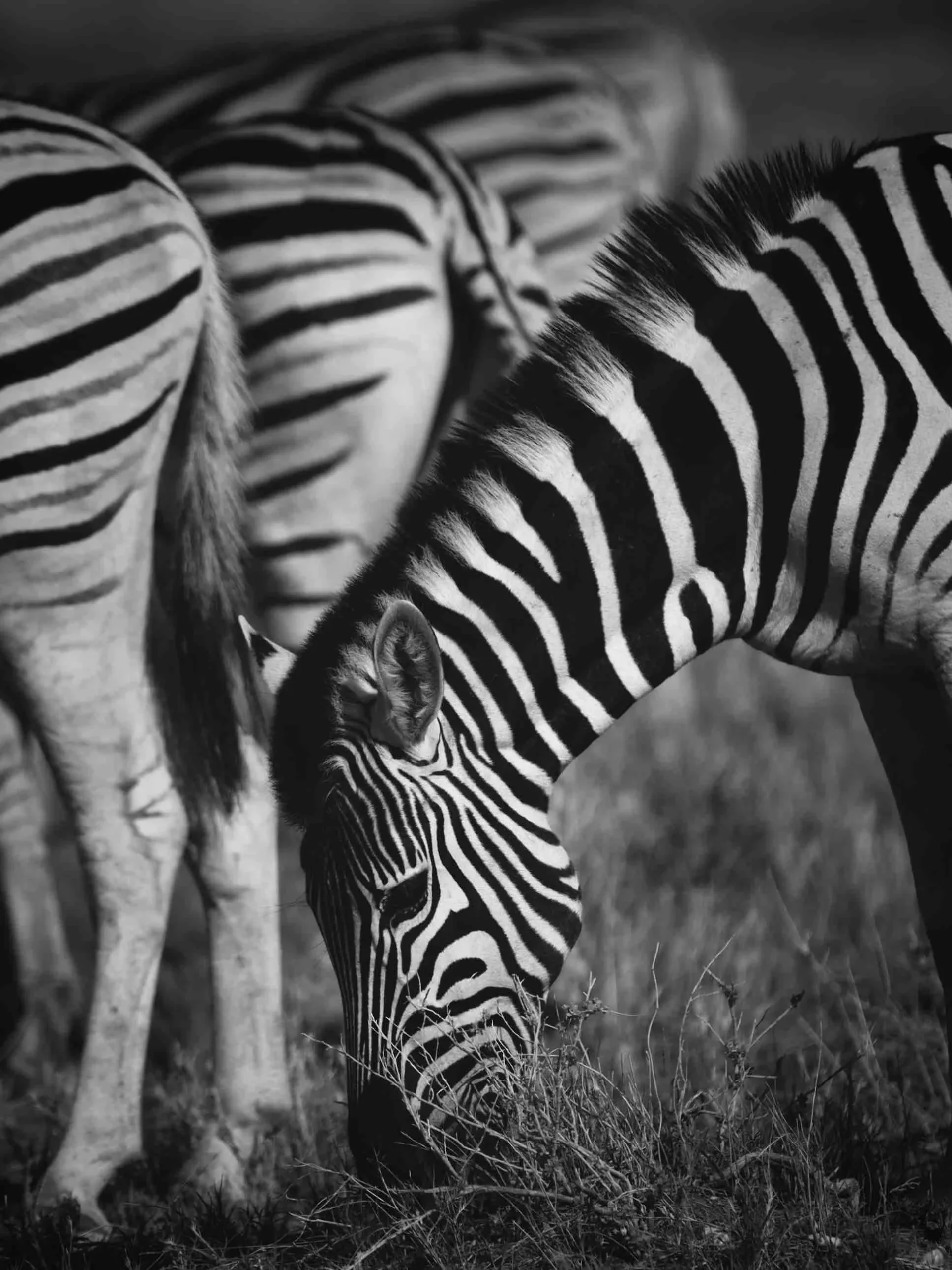 Botswana Wild Parks