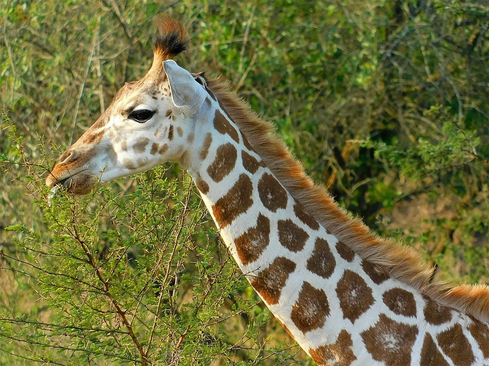 Rwanda Best Safari