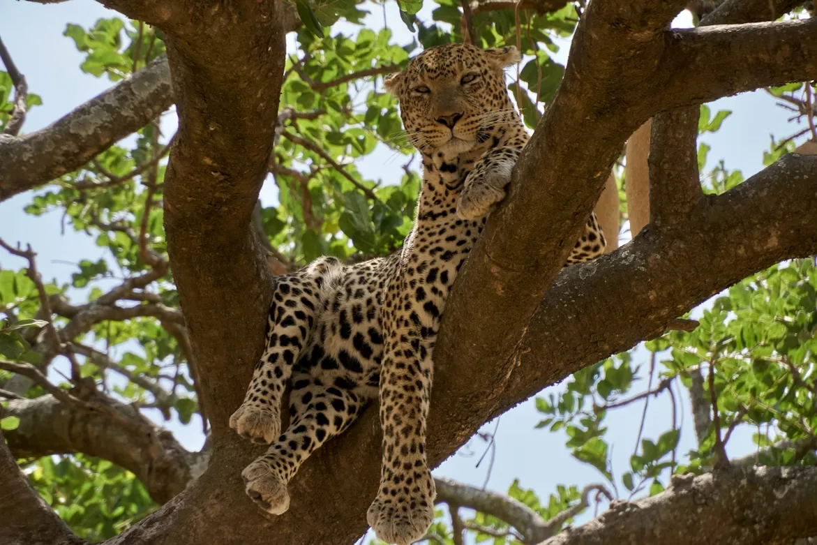 Tanzania - Serengeti Special