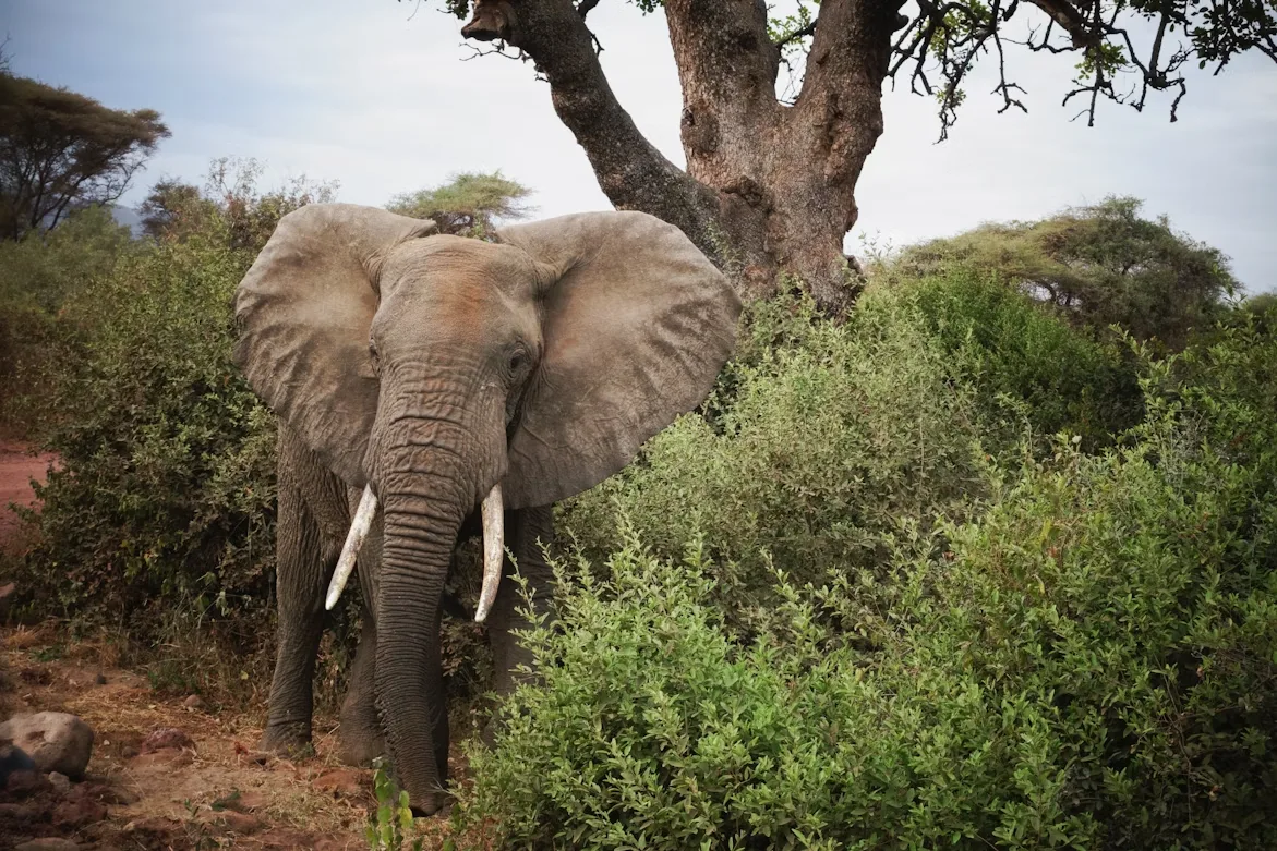 Tanzania - Serengeti Special