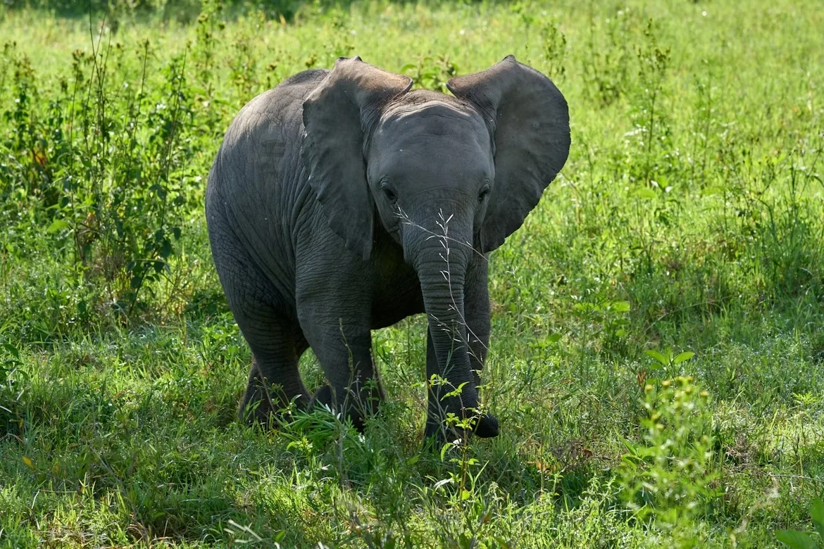 Tanzania: Northern Circuit