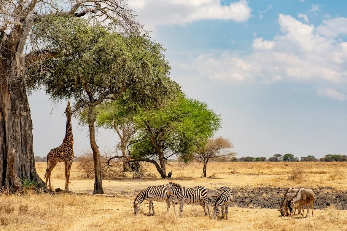 Tanzania: Northern Circuit