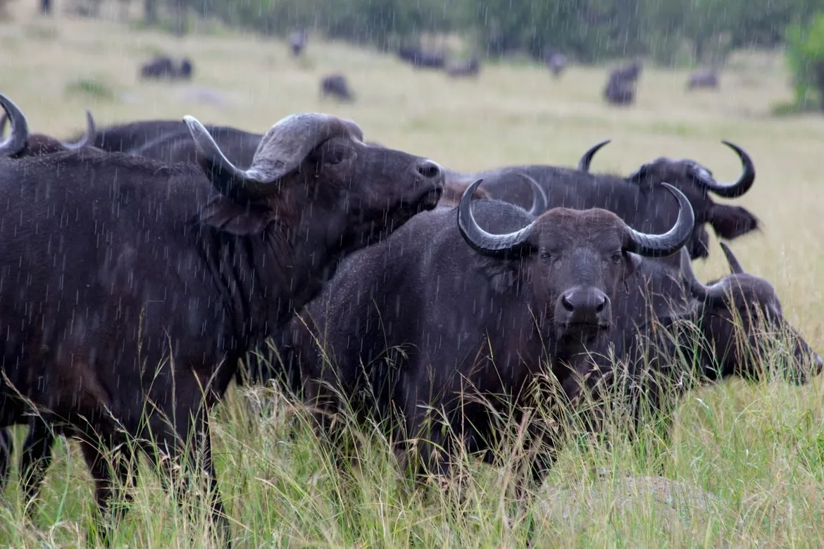 Tanzania: Northern Circuit