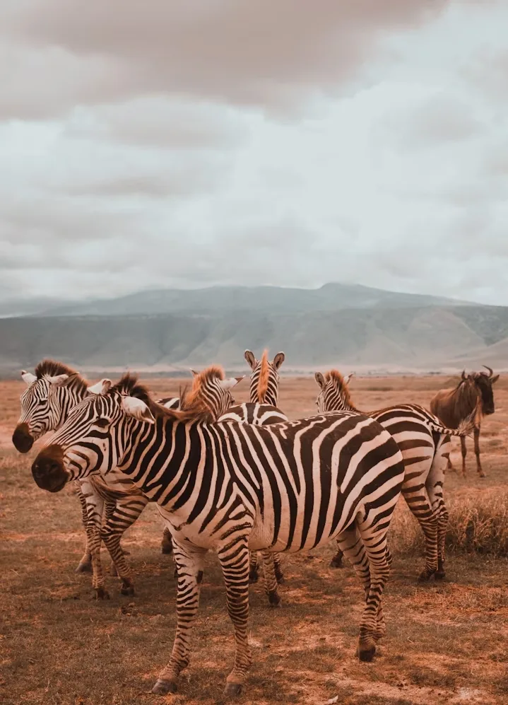 Tanzania: Northern Circuit