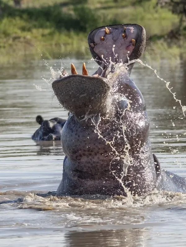 Botswana Adventure