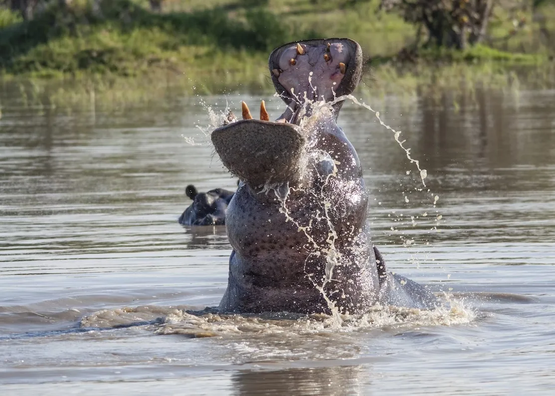 Botswana Adventure