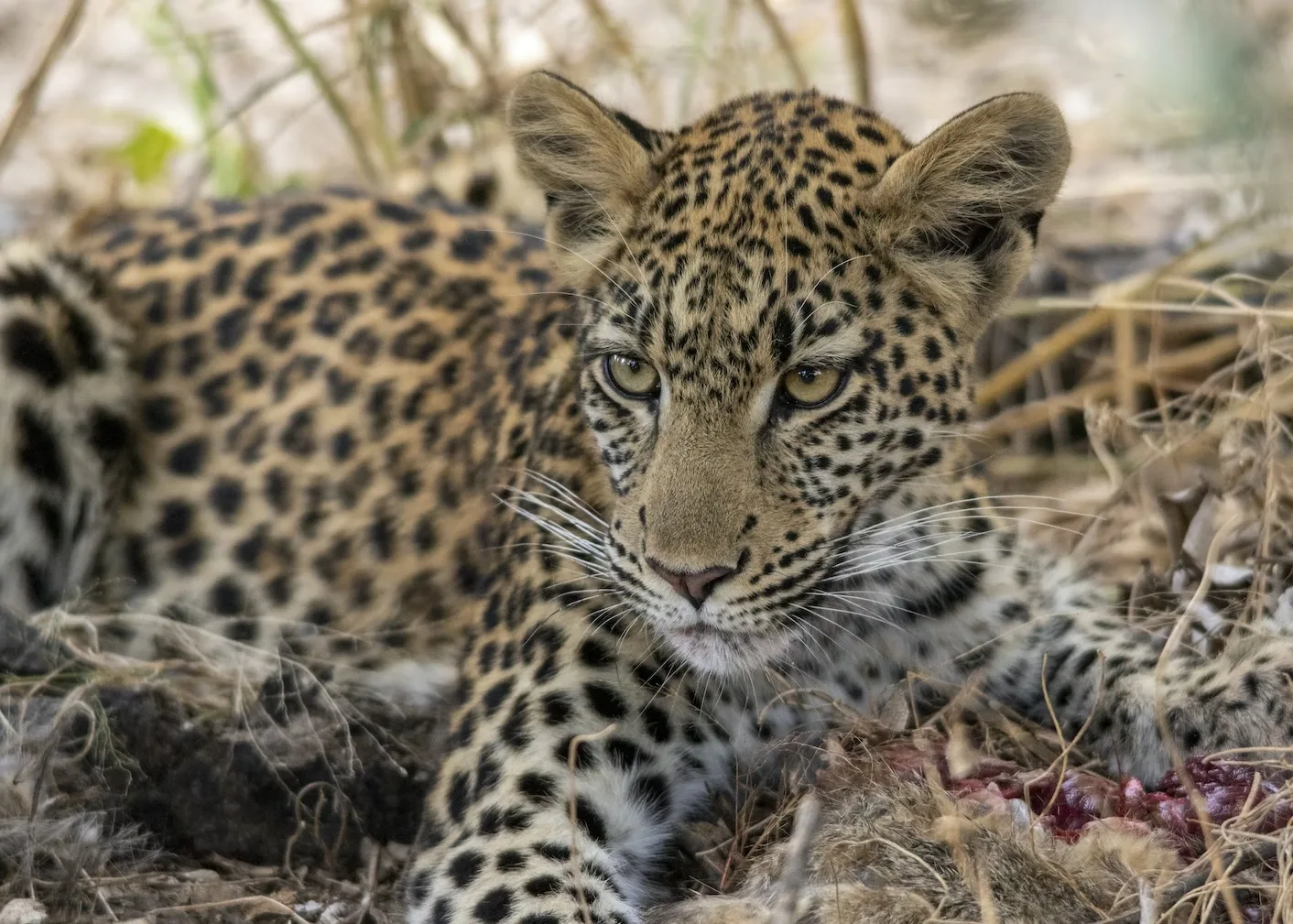 Botswana Adventure