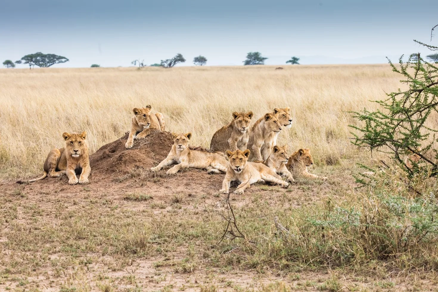 Tanzania - Serengeti Special