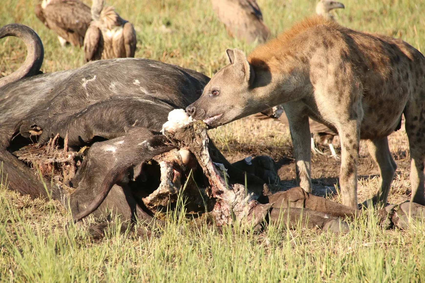 Kruger to Falls Adventure