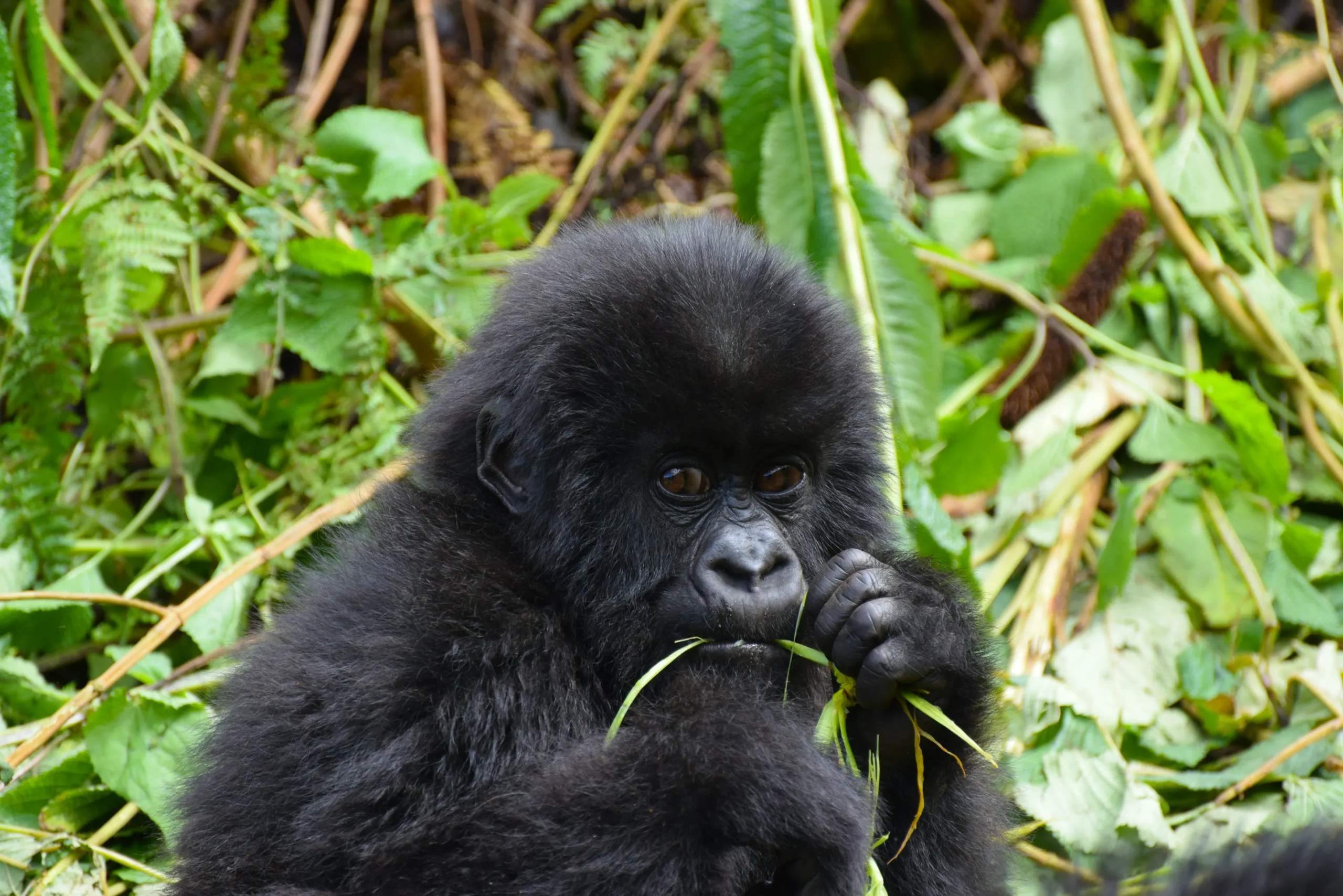 Uganda - Nilo Safari