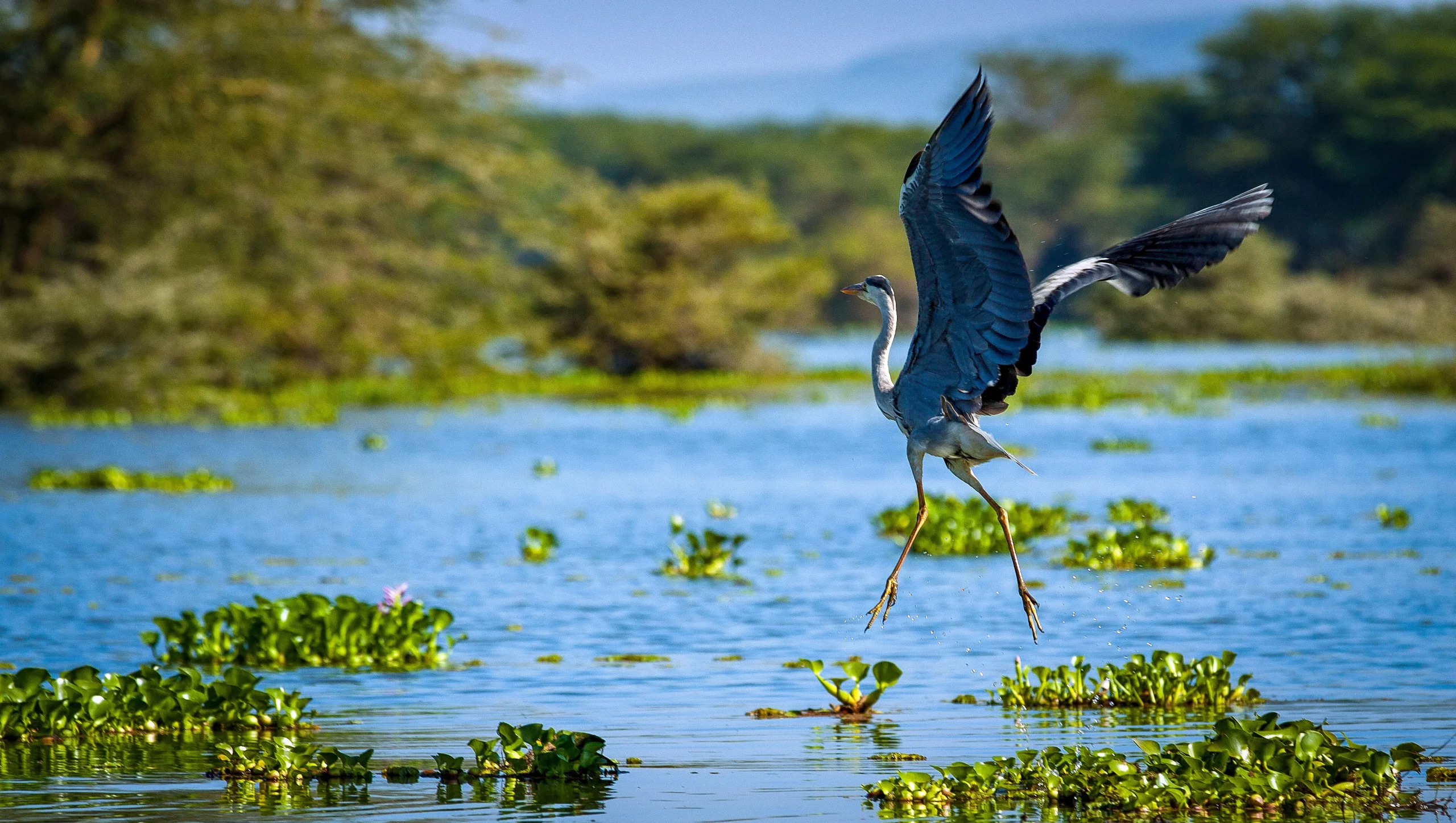 Kenya - I grandi laghi, Amboseli e il Masai Mara