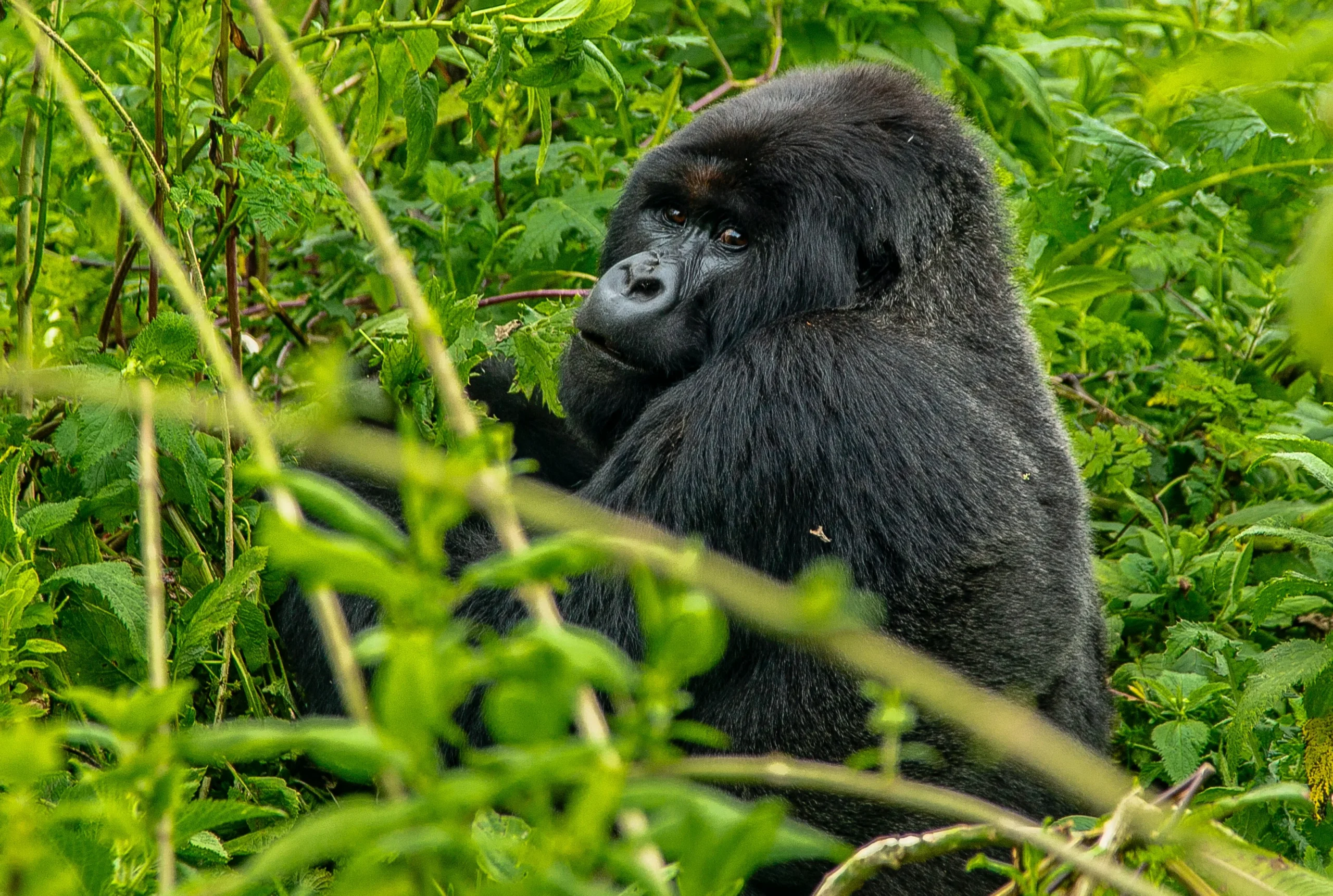 Uganda e Rwanda - Mille colline d'Africa