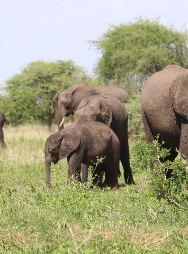 Uganda - Nilo Safari