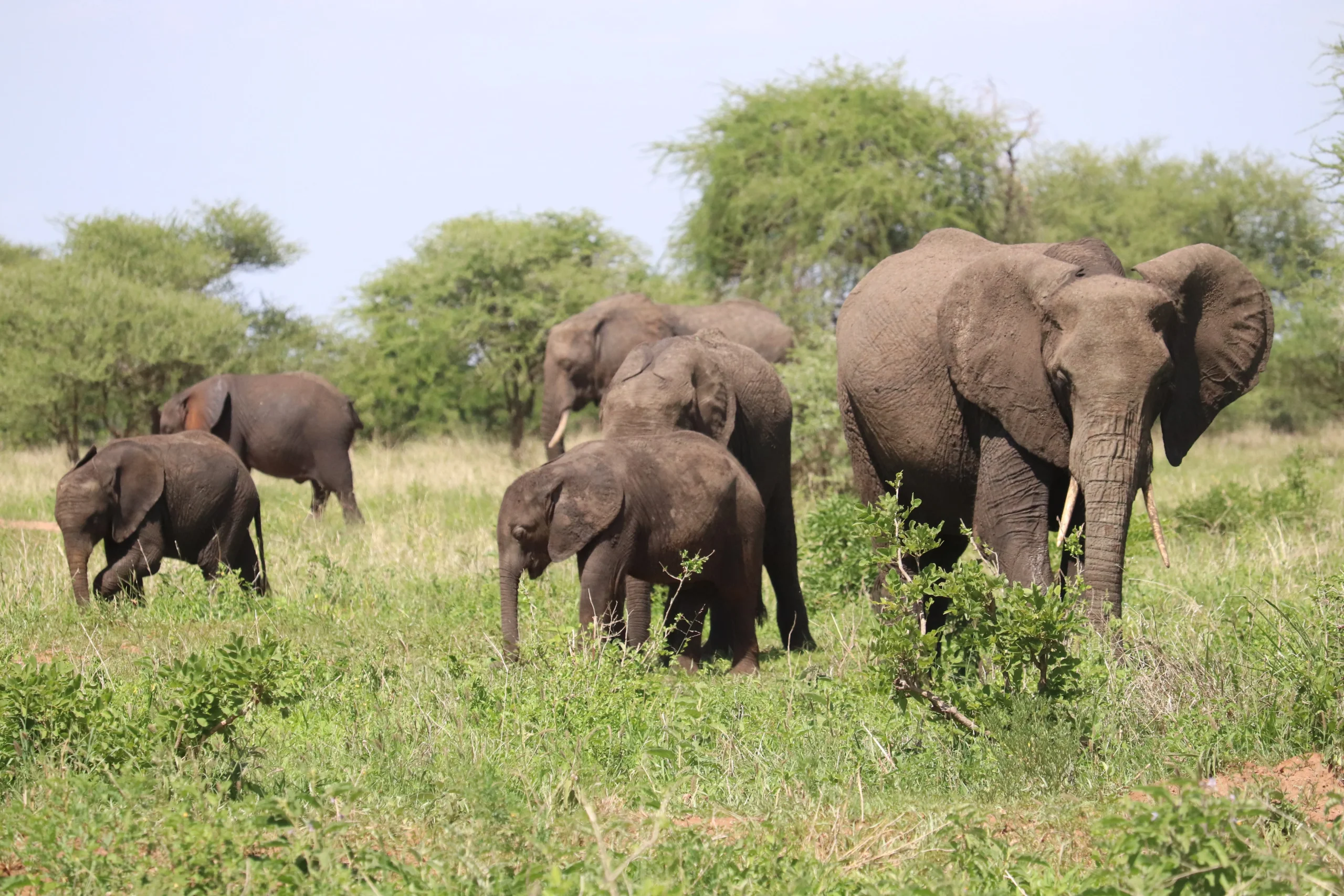 Uganda - Nilo Safari