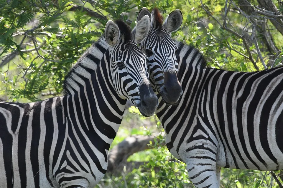 SudAfrica - La quinta essenza del SudAfrica