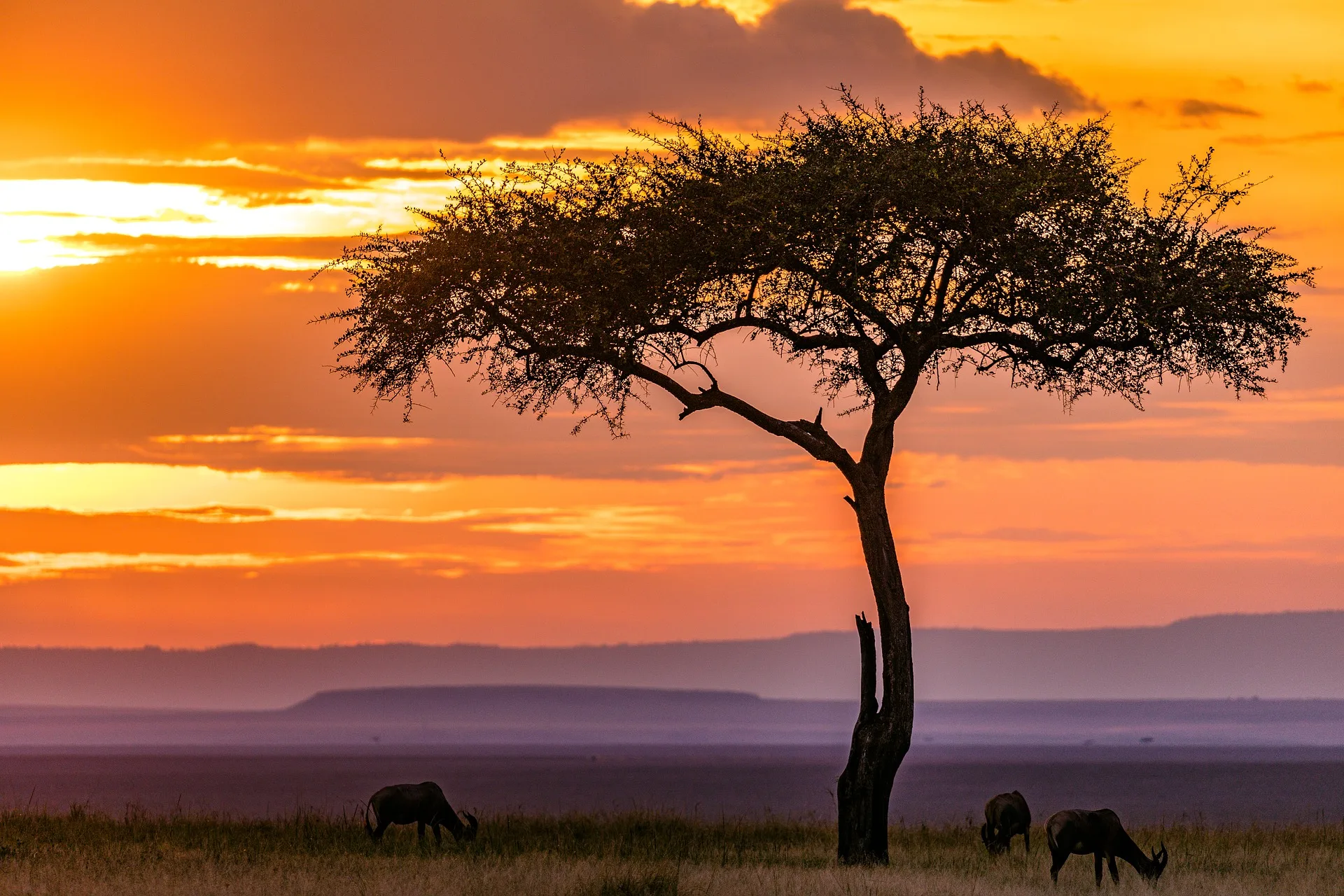 Tramonto Masai Mara