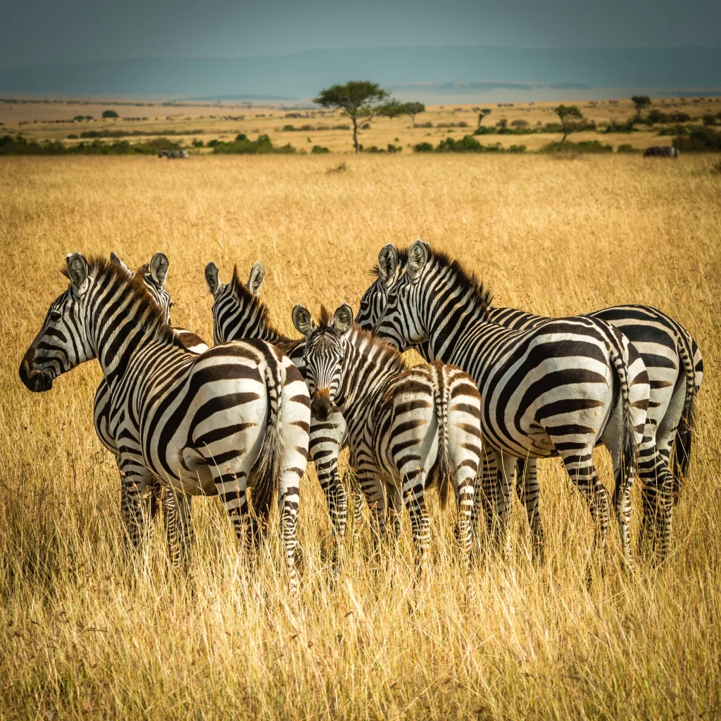 Kenya - I parchi del Nord