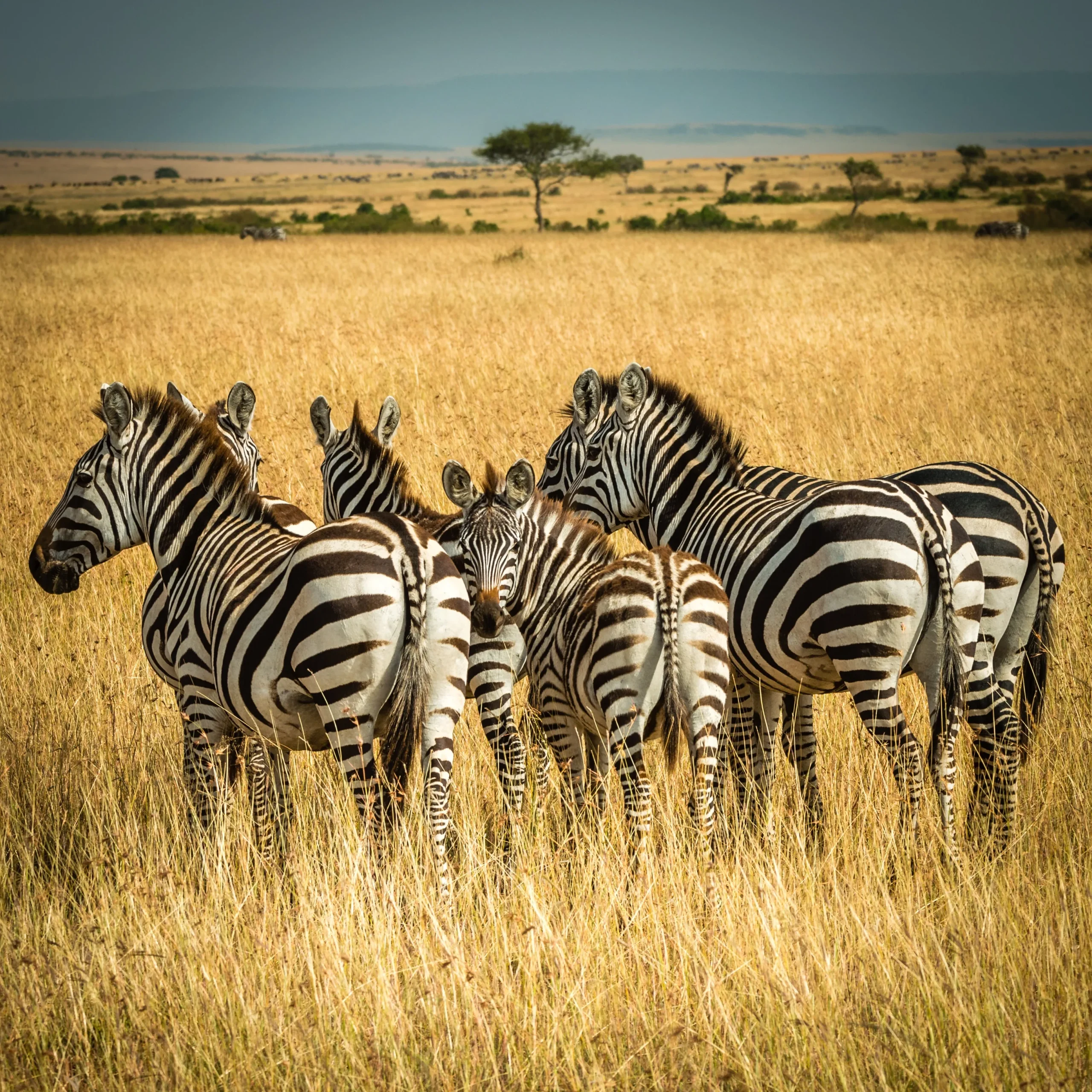 Kenya - I parchi del Nord