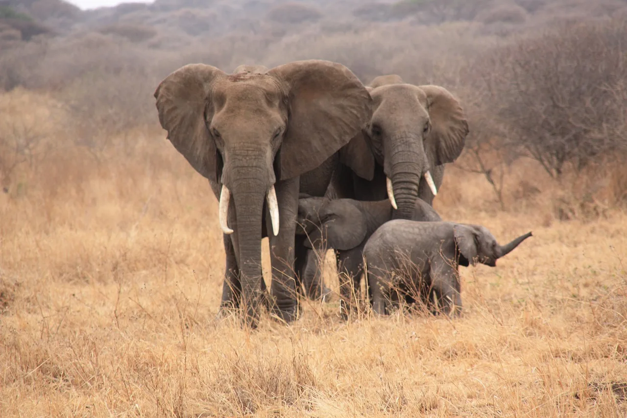Tanzania e Mafia Island - Safari Essence e mare
