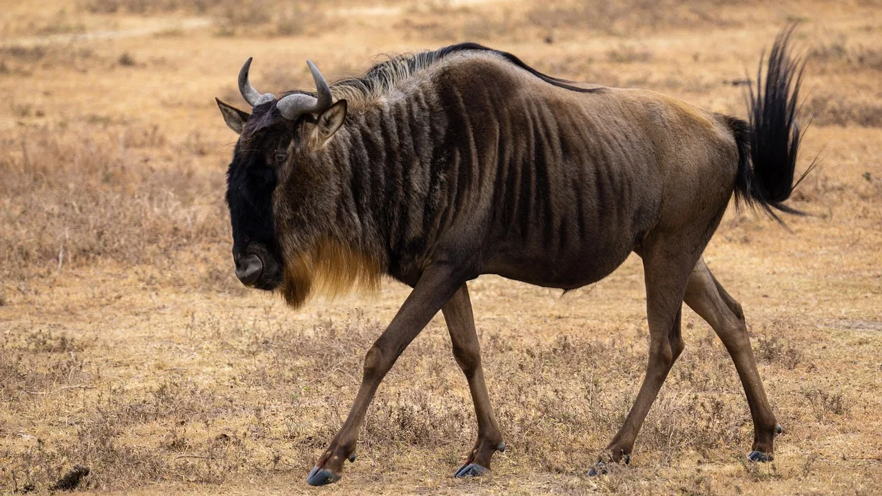 Tanzania : South Circuit