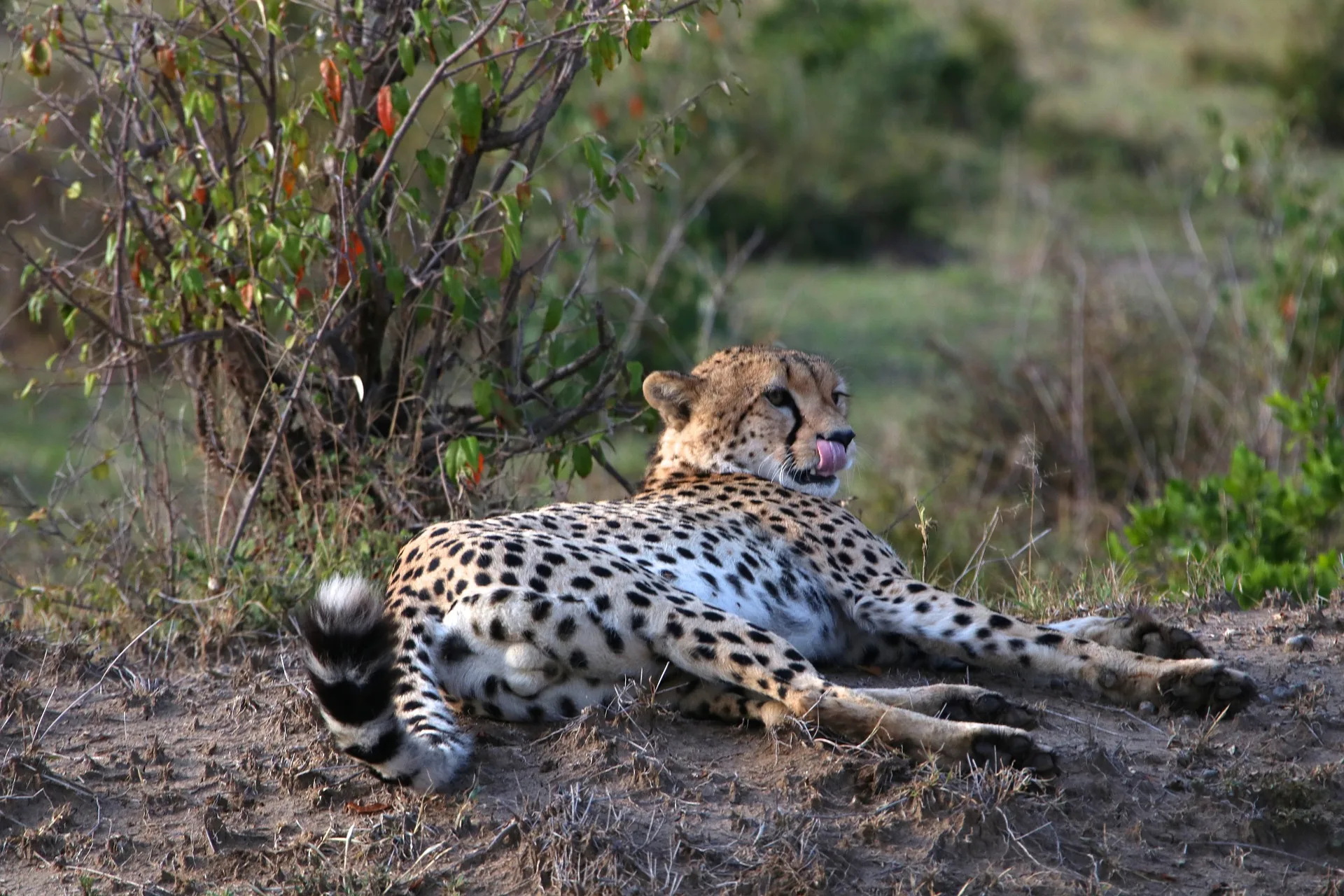 Kenya - Il Masai Mara, Amboseli e Tsavo