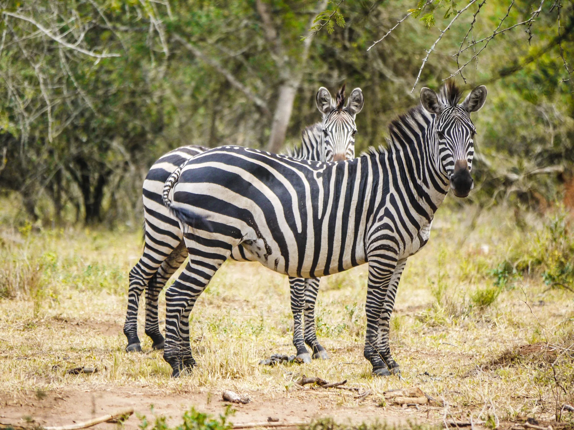 Best Uganda