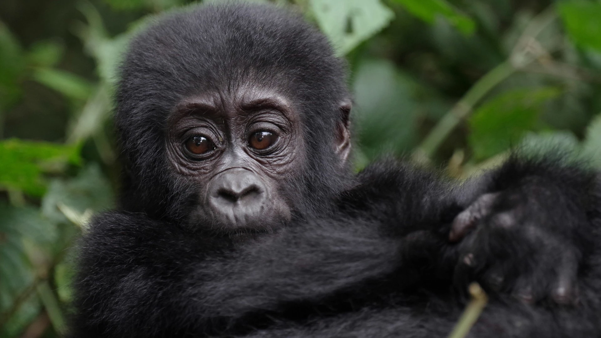 Uganda