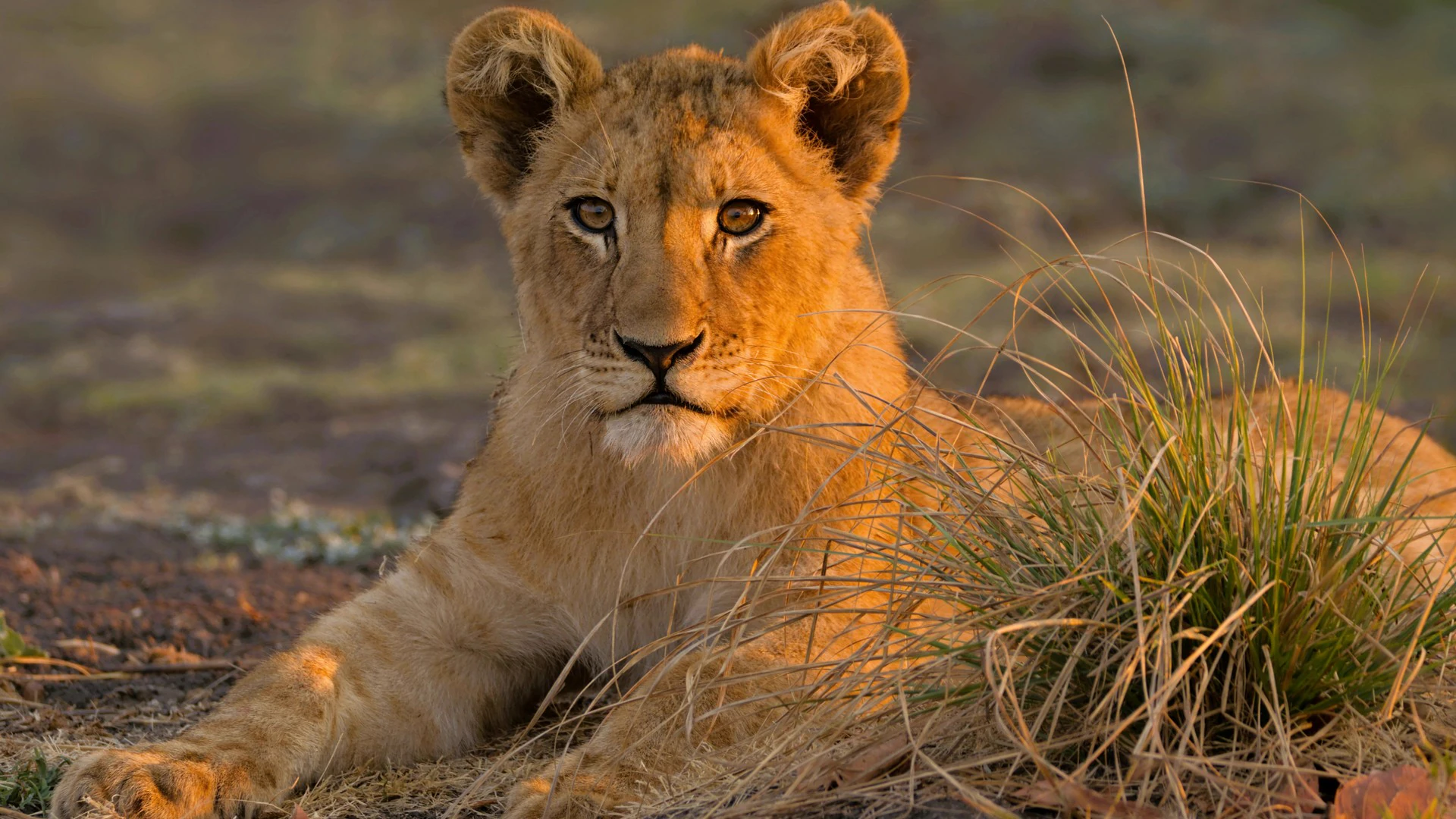 Zambia